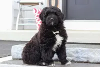 Carson, a male Portuguese Water Dog for sale in Bolivar, OH – Photo 6 of 9