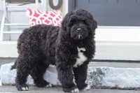 Carson, a male Portuguese Water Dog for sale in Bolivar, OH – Photo 3 of 9