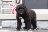 Carson, a male Portuguese Water Dog for sale in Bolivar, OH – Photo 8 of 9