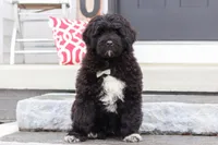 Carson, a male Portuguese Water Dog for sale in Bolivar, OH – Photo 2 of 9