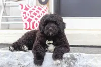 Carson, a male Portuguese Water Dog for sale in Bolivar, OH – Photo 9 of 9