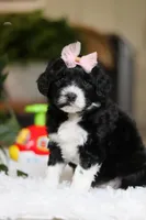 Dancer, a female Portuguese Water Dog for sale in Bolivar, OH – Photo 7 of 8