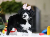 Dancer, a female Portuguese Water Dog for sale in Bolivar, OH – Photo 5 of 8