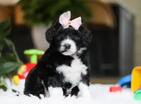 Dancer, a female Portuguese Water Dog for sale in Bolivar, OH – Photo 3 of 8