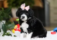 Dancer, a female Portuguese Water Dog for sale in Bolivar, OH – Photo 4 of 8