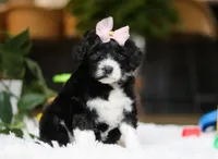 Dancer, a female Portuguese Water Dog for sale in Bolivar, OH – Photo 1 of 8