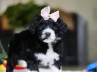 Dancer, a female Portuguese Water Dog for sale in Bolivar, OH – Photo 6 of 8