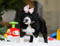 Dancer, a female Portuguese Water Dog for sale in Bolivar, OH – Photo 8 of 8