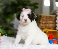 Darla, a female Portuguese Water Dog for sale in Bolivar, OH – Photo 1 of 6