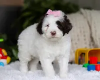 Darla, a female Portuguese Water Dog for sale in Bolivar, OH – Photo 4 of 6