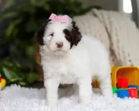 Darla, a female Portuguese Water Dog for sale in Bolivar, OH – Photo 2 of 6