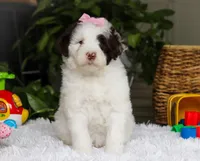 Darla, a female Portuguese Water Dog for sale in Bolivar, OH – Photo 5 of 6