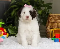 Darla, a female Portuguese Water Dog for sale in Bolivar, OH – Photo 3 of 6