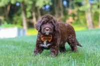 Dax, a male Portuguese Water Dog for sale in Bolivar, OH – 4 of 7