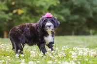 Grace, a female Portuguese Water Dog for sale in Bolivar, OH – 2 of 7