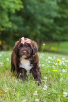 Nora, a female Portuguese Water Dog for sale in Bolivar, OH – 6 of 9
