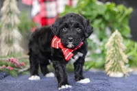 Tristan, a male Portuguese Water Dog for sale in Bolivar, OH – Photo 4 of 10