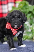 Tristan, a male Portuguese Water Dog for sale in Bolivar, OH – Photo 2 of 10