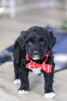 Tristan, a male Portuguese Water Dog for sale in Bolivar, OH – Photo 8 of 10