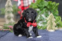 Tristan, a male Portuguese Water Dog for sale in Bolivar, OH – Photo 3 of 10