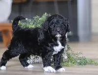 Dora, a female Portuguese Water Dog for sale in Bolivar, OH – Photo 8 of 10