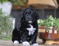 Dora, a female Portuguese Water Dog for sale in Bolivar, OH – Photo 3 of 10