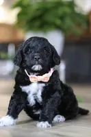 Dora, a female Portuguese Water Dog for sale in Bolivar, OH – Photo 5 of 10