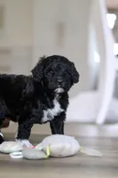 Dora, a female Portuguese Water Dog for sale in Bolivar, OH – Photo 4 of 10