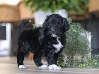 Dora, a female Portuguese Water Dog for sale in Bolivar, OH – Photo 10 of 10