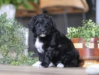 Dora, a female Portuguese Water Dog for sale in Bolivar, OH – Photo 6 of 10