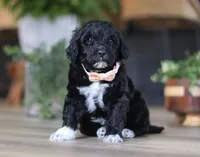 Dora, a female Portuguese Water Dog for sale in Bolivar, OH – Photo 1 of 10