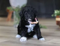 Dora, a female Portuguese Water Dog for sale in Bolivar, OH – Photo 2 of 10