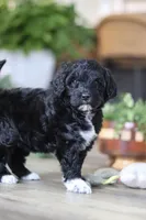 Dora, a female Portuguese Water Dog for sale in Bolivar, OH – Photo 9 of 10