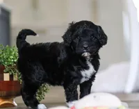 Dora, a female Portuguese Water Dog for sale in Bolivar, OH – Photo 7 of 10