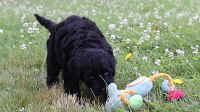 Reese, a female Portuguese Water Dog for sale in Bolivar, OH – 6 of 6