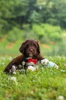 Buddy, a male Portuguese Water Dog for sale in Bolivar, OH – 7 of 8