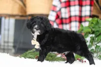 Zeke, a male Portuguese Water Dog for sale in Bolivar, OH – Photo 4 of 10