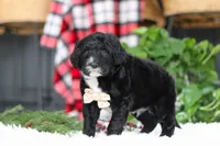 Zeke, a male Portuguese Water Dog for sale in Bolivar, OH – Photo 6 of 10