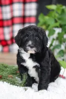 Zeke, a male Portuguese Water Dog for sale in Bolivar, OH – Photo 9 of 10