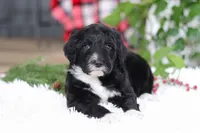 Zeke, a male Portuguese Water Dog for sale in Bolivar, OH – Photo 10 of 10