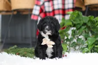 Zeke, a male Portuguese Water Dog for sale in Bolivar, OH – Photo 1 of 10