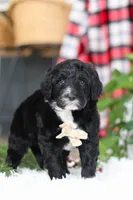 Zeke, a male Portuguese Water Dog for sale in Bolivar, OH – Photo 8 of 10