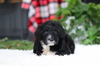 Zeke, a male Portuguese Water Dog for sale in Bolivar, OH – Photo 2 of 10