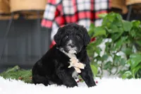 Zeke, a male Portuguese Water Dog for sale in Bolivar, OH – Photo 5 of 10