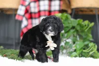 Zeke, a male Portuguese Water Dog for sale in Bolivar, OH – Photo 7 of 10