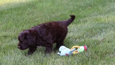River, a male Portuguese Water Dog for sale in Bolivar, OH – 7 of 7