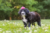 Grace, a female Portuguese Water Dog for sale in Bolivar, OH – 6 of 7