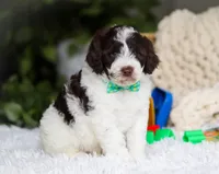 Dusty, a male Portuguese Water Dog for sale in Bolivar, OH – Photo 3 of 7