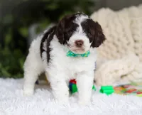 Dusty, a male Portuguese Water Dog for sale in Bolivar, OH – Photo 7 of 7