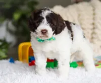 Dusty, a male Portuguese Water Dog for sale in Bolivar, OH – Photo 4 of 7